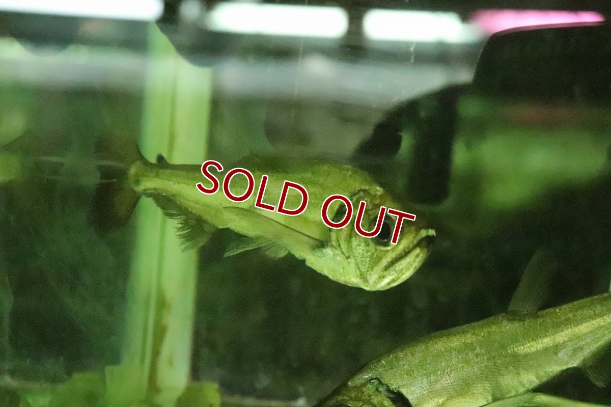 画像4: 【淡水魚】激安大特価 大きめ レッドフィンペーシュカショーロ ワイルド【１匹】(±11-14cm)(大型魚)（生体）（熱帯魚）NKO (4)