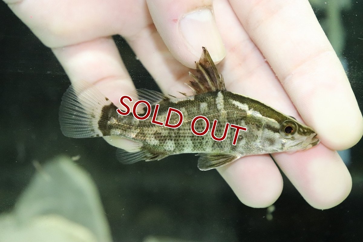 画像1: 【淡水魚】【通販】特価 少量入荷 アカメ【1匹 サンプル画像】(±1-2cm)(大型魚)（生体）（熱帯魚）NKＯ (1)