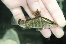 画像1: 【淡水魚】【通販】特価 少量入荷 アカメ【1匹 サンプル画像】(±1-2cm)(大型魚)（生体）（熱帯魚）NKＯ (1)