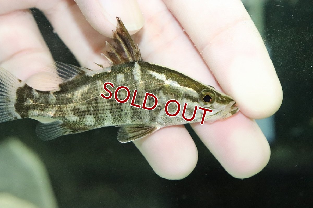 画像2: 【淡水魚】【通販】希少種 大特価 アカメ【1匹 サンプル画像】(±4-5cm)(大型魚)（生体）（熱帯魚）NKＯ (2)