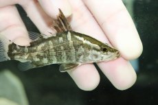 画像2: 【淡水魚】【通販】特価 少量入荷 アカメ【1匹 サンプル画像】(±1-2cm)(大型魚)（生体）（熱帯魚）NKＯ (2)