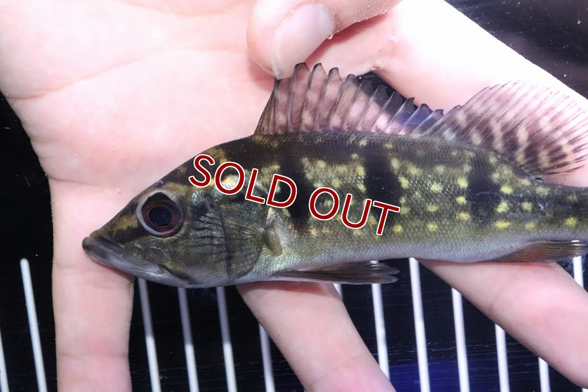 画像2: 【淡水魚】キクラ フルスポット オリノセンシス(オリノコエンシス) ベネズエラ産 ワイルド【1匹】(±13-15cm)（生体）（熱帯魚）NKＯ (2)