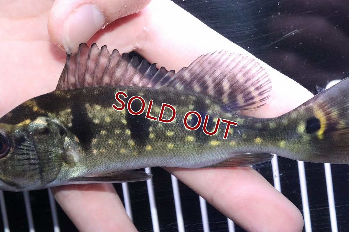 画像3: 【淡水魚】キクラ フルスポット オリノセンシス(オリノコエンシス) ベネズエラ産 ワイルド【1匹】(±13-15cm)（生体）（熱帯魚）NKＯ (3)