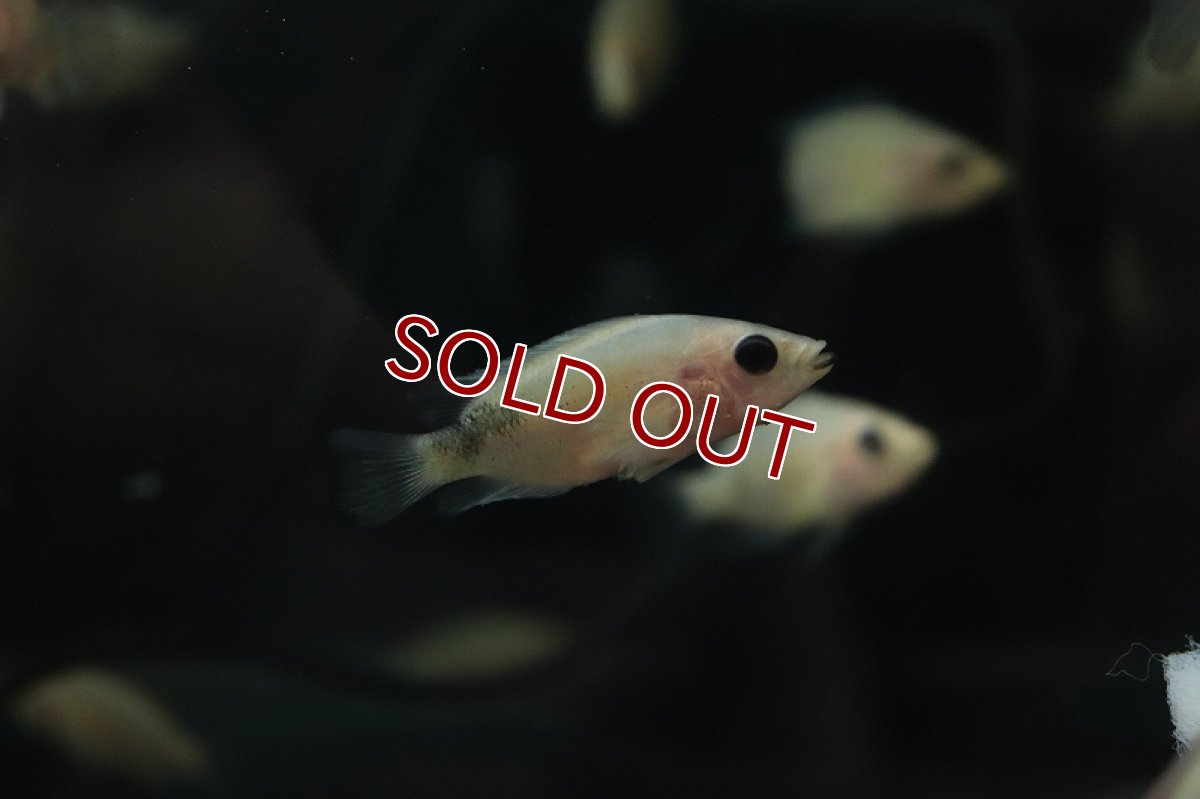 画像2: 【淡水魚】激安 パラクロミス ザンシックドビー(ザンシックドビーカラー)【1匹】(±4-5cm)(大型魚)（生体）（熱帯魚）NKＯ (2)