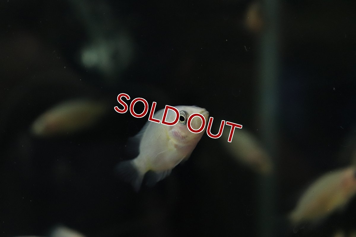 画像3: 【淡水魚】激安 パラクロミス ザンシックドビー(ザンシックドビーカラー)【1匹】(±4-5cm)(大型魚)（生体）（熱帯魚）NKＯ (3)