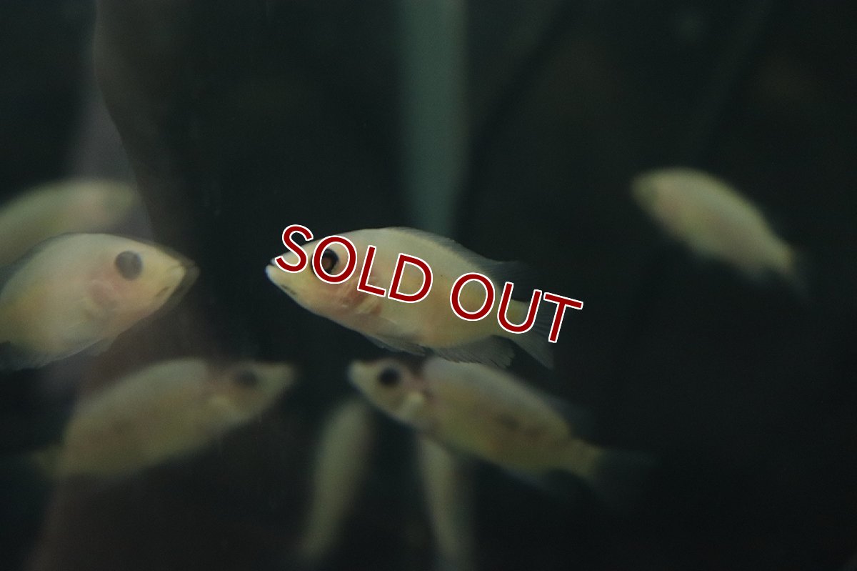 画像4: 【淡水魚】激安 パラクロミス ザンシックドビー(ザンシックドビーカラー)【1匹】(±4-5cm)(大型魚)（生体）（熱帯魚）NKＯ (4)