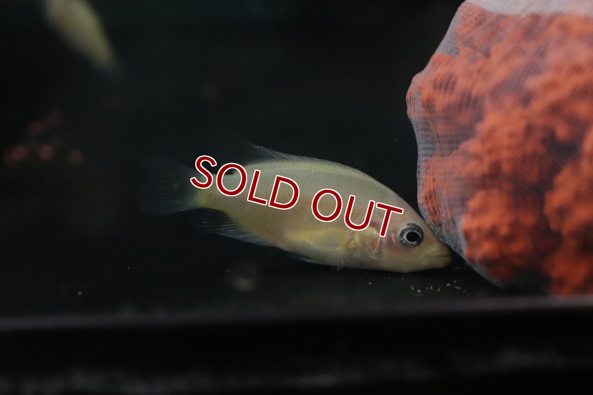 画像5: 【淡水魚】激安 パラクロミス ザンシックドビー(ザンシックドビーカラー)【1匹】(±4-5cm)(大型魚)（生体）（熱帯魚）NKＯ (5)