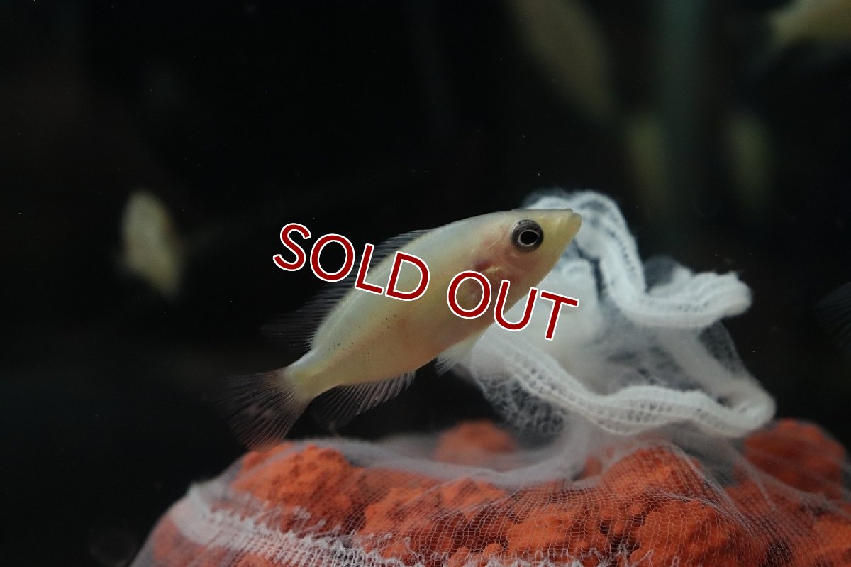 画像6: 【淡水魚】激安 パラクロミス ザンシックドビー(ザンシックドビーカラー)【1匹】(±4-5cm)(大型魚)（生体）（熱帯魚）NKＯ (6)