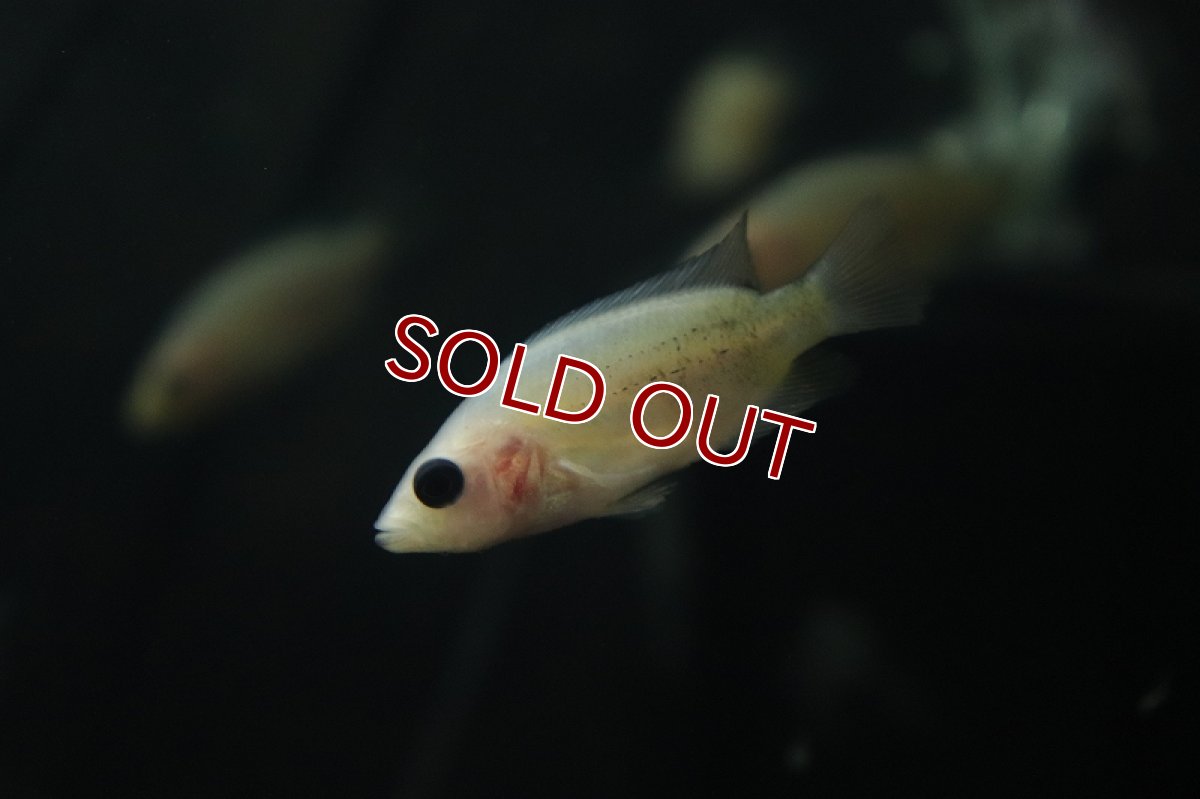 画像7: 【淡水魚】激安 パラクロミス ザンシックドビー(ザンシックドビーカラー)【1匹】(±4-5cm)(大型魚)（生体）（熱帯魚）NKＯ (7)