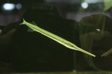 画像1: 【淡水魚】【通販】大特価 ニードルガー【１匹サンプル画像】(±10-15cm)(大型魚)(生体)(淡水)NKO (1)