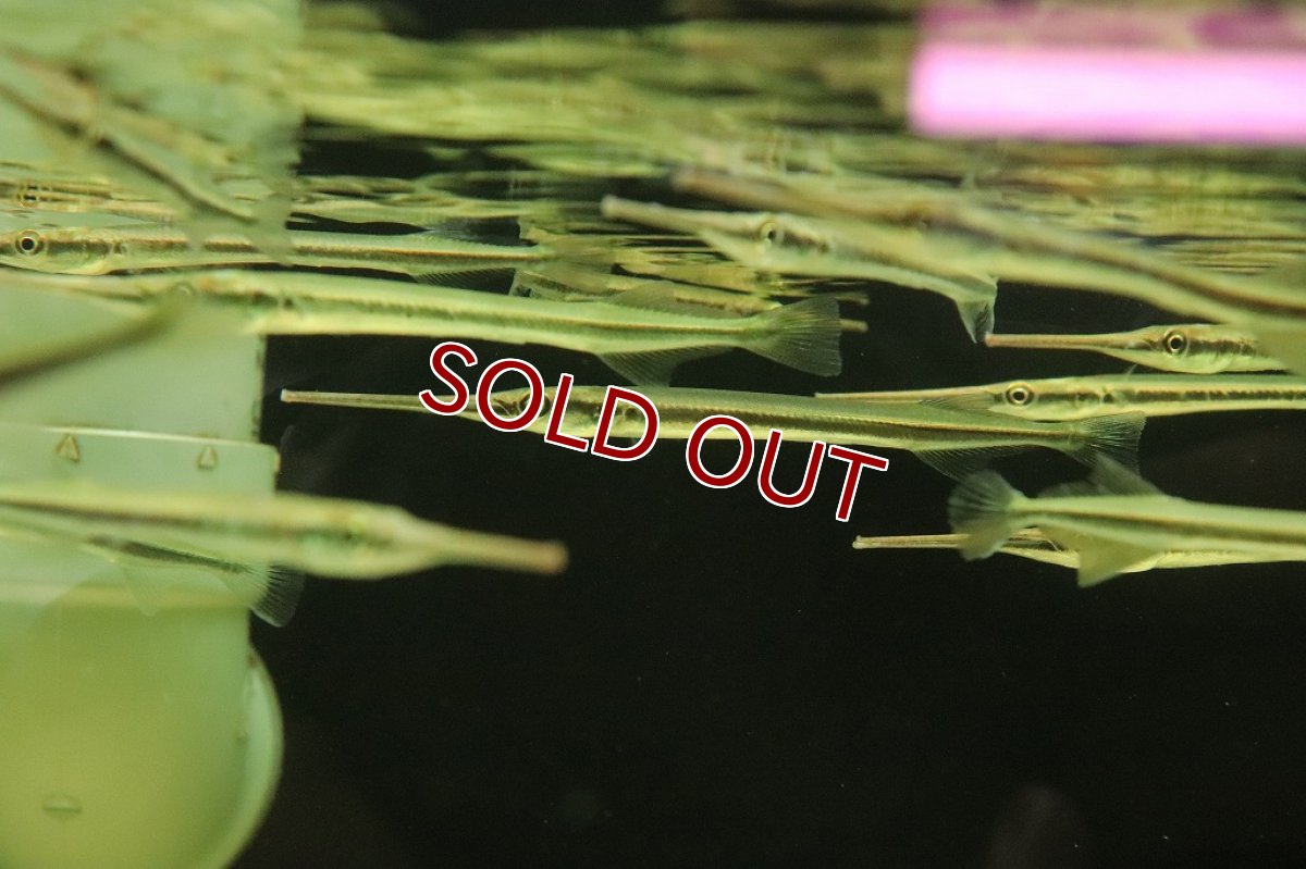 画像2: 【淡水魚】大特価 ニードルガー【１匹サンプル画像】(±10-15cm)(大型魚)(生体)(淡水)NKO (2)