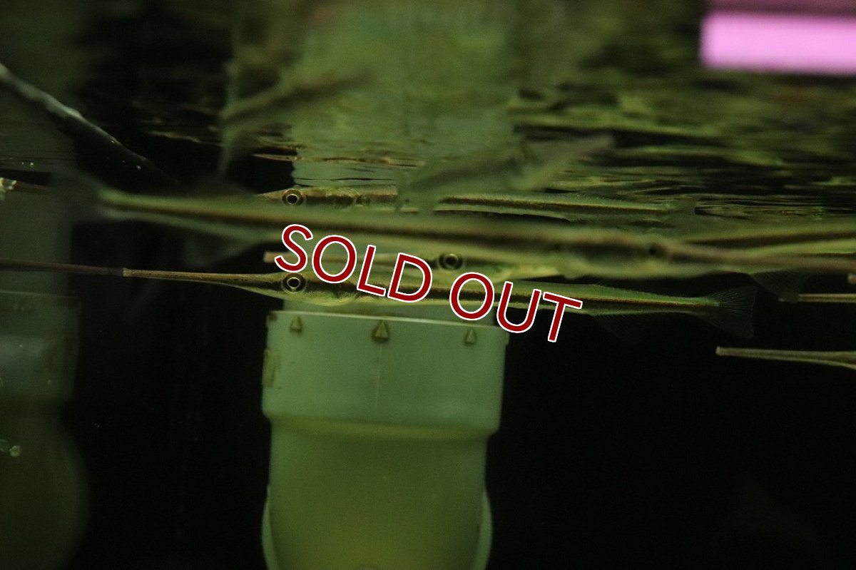 画像3: 【淡水魚】大特価 ニードルガー【１匹サンプル画像】(±10-15cm)(大型魚)(生体)(淡水)NKO (3)