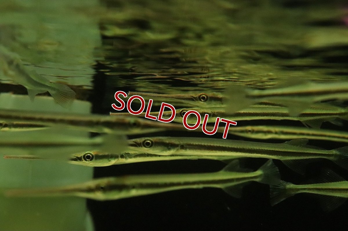 画像4: 【淡水魚】大特価 ニードルガー【１匹サンプル画像】(±10-15cm)(大型魚)(生体)(淡水)NKO (4)