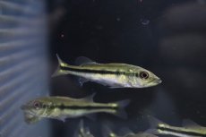 画像1: 【淡水魚】【通販】キクラ テメンシス【1匹 サンプル画像】(±5cm)(大型魚)(生体)(淡水)NKO (1)