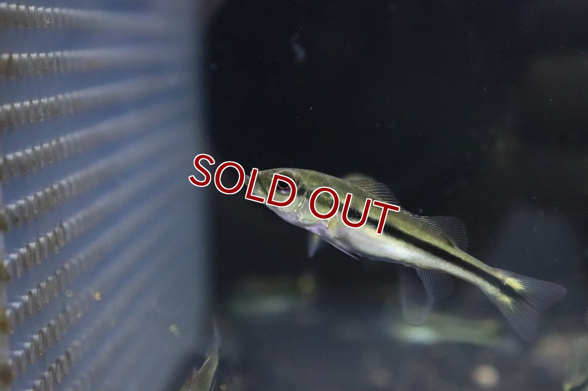 画像2: 【淡水魚】キクラ テメンシス【1匹 サンプル画像】(±5cm)(大型魚)(生体)(淡水)NKO (2)