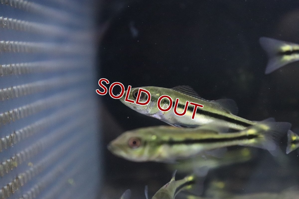 画像3: 【淡水魚】キクラ テメンシス【1匹 サンプル画像】(±5cm)(大型魚)(生体)(淡水)NKO (3)