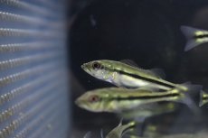 画像3: 【淡水魚】【通販】キクラ テメンシス【1匹 サンプル画像】(±5cm)(大型魚)(生体)(淡水)NKO (3)