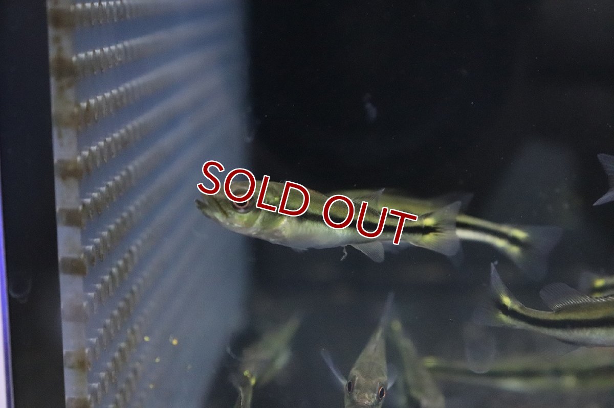 画像4: 【淡水魚】キクラ テメンシス【1匹 サンプル画像】(±5cm)(大型魚)(生体)(淡水)NKO (4)