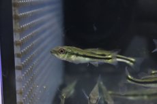 画像4: 【淡水魚】【通販】キクラ テメンシス【1匹 サンプル画像】(±5cm)(大型魚)(生体)(淡水)NKO (4)