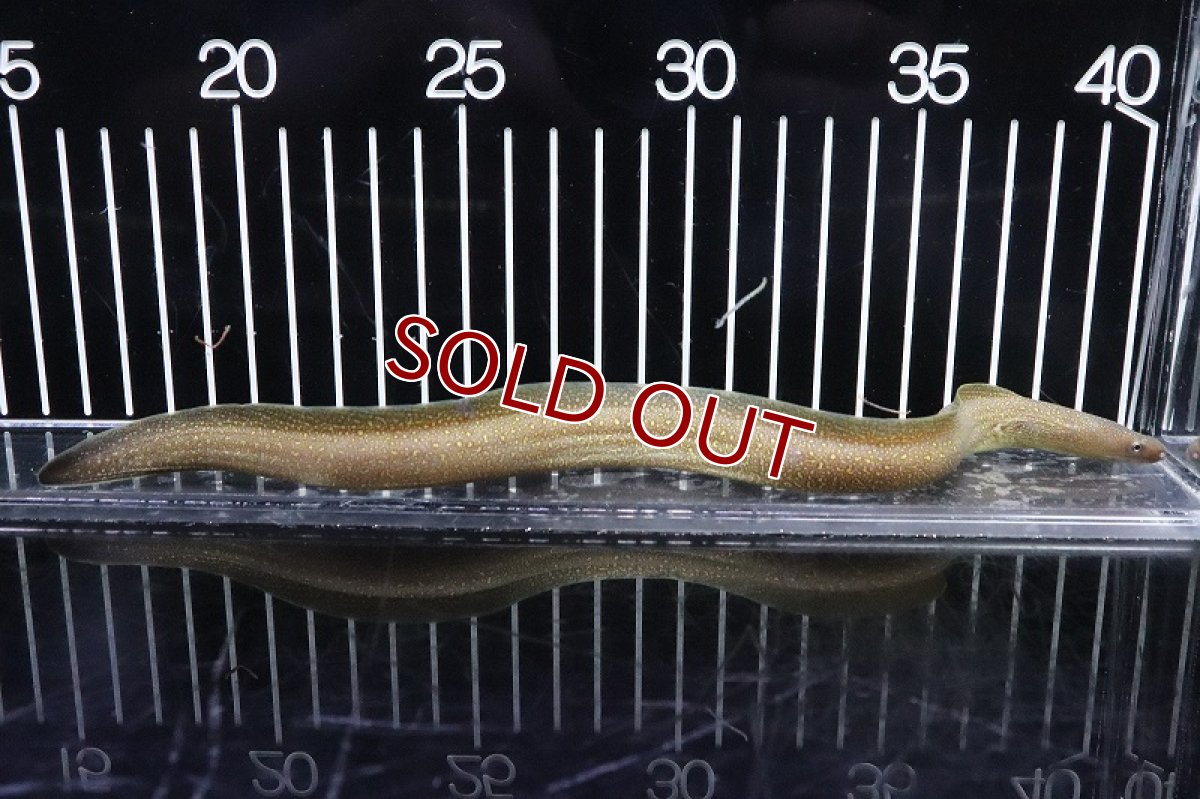 画像1: 【サマーセール10%OFFクーポン番号（10）対象商品 】【淡水魚】【通販】淡水ウツボ インド産【1匹 サンプル画像】(±20-30cm)(ウツボ)(生体)(淡水)NK (1)