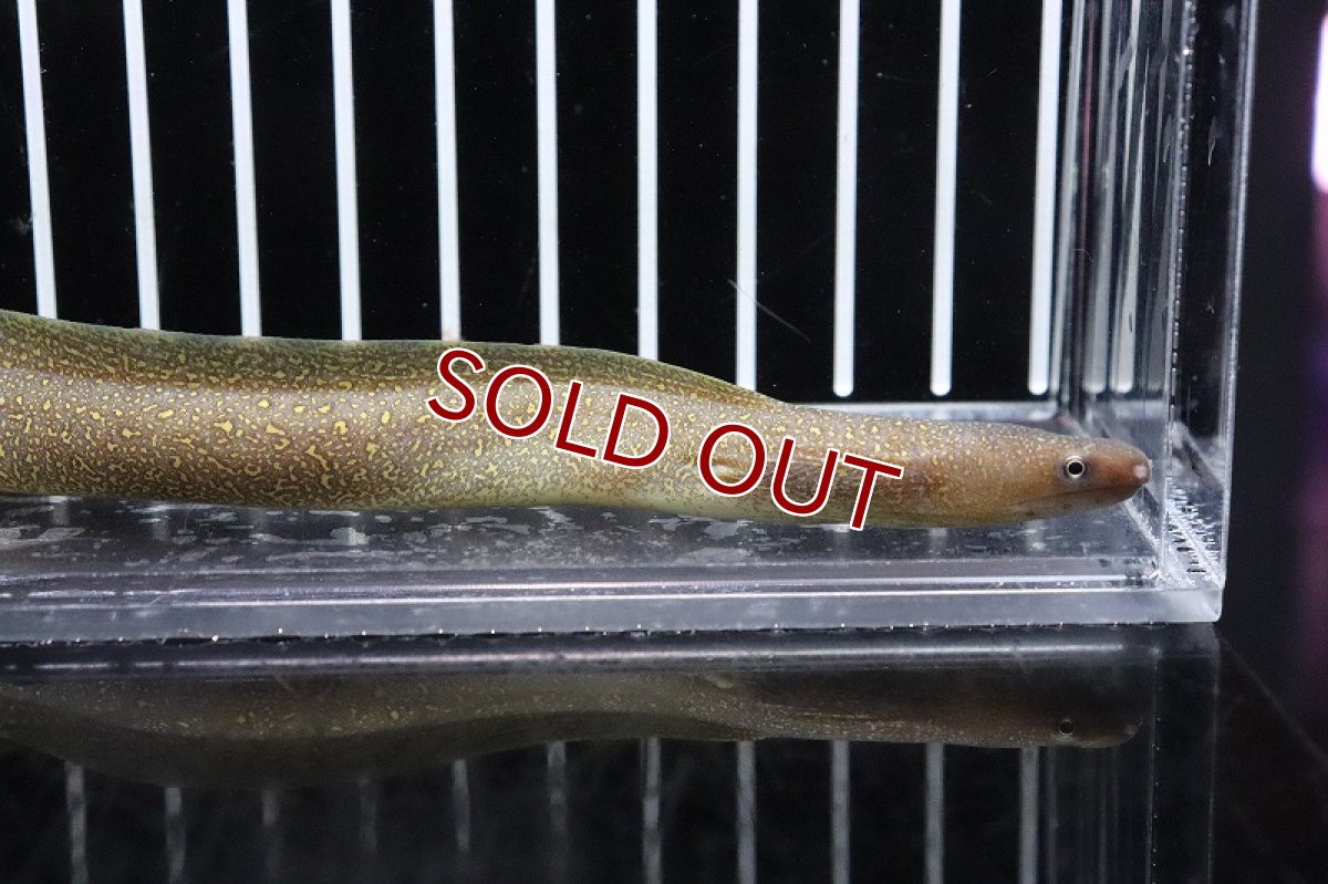 画像2: 【淡水魚】【通販】淡水ウツボ インド産【1匹 サンプル画像】(ウツボ)(生体)(淡水)NK (2)