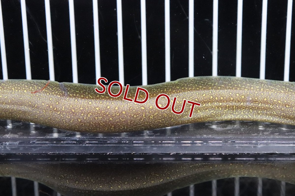 画像3: 【淡水魚】【通販】淡水ウツボ インド産【1匹 サンプル画像】(ウツボ)(生体)(淡水)NK (3)