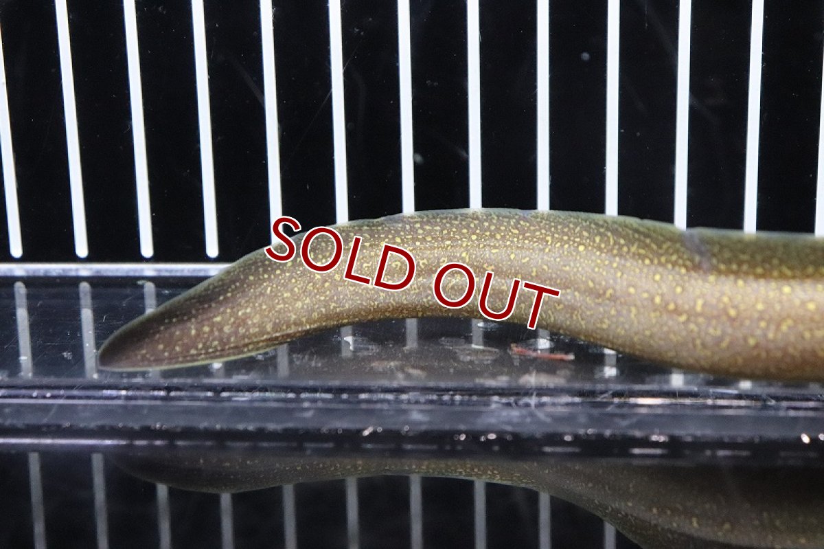 画像4: 【淡水魚】【通販】淡水ウツボ インド産【1匹 サンプル画像】(ウツボ)(生体)(淡水)NK (4)