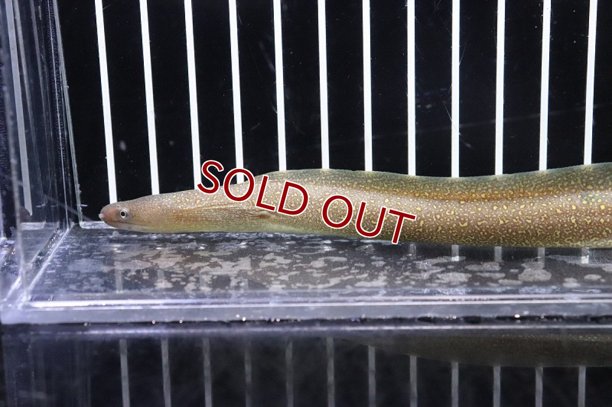 画像5: 【淡水魚】【通販】淡水ウツボ インド産【1匹 サンプル画像】(ウツボ)(生体)(淡水)NK (5)