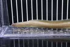 画像5: 【淡水魚】【通販】淡水ウツボ インド産【1匹 サンプル画像】(±20-30cm)(ウツボ)(生体)(淡水)NK (5)