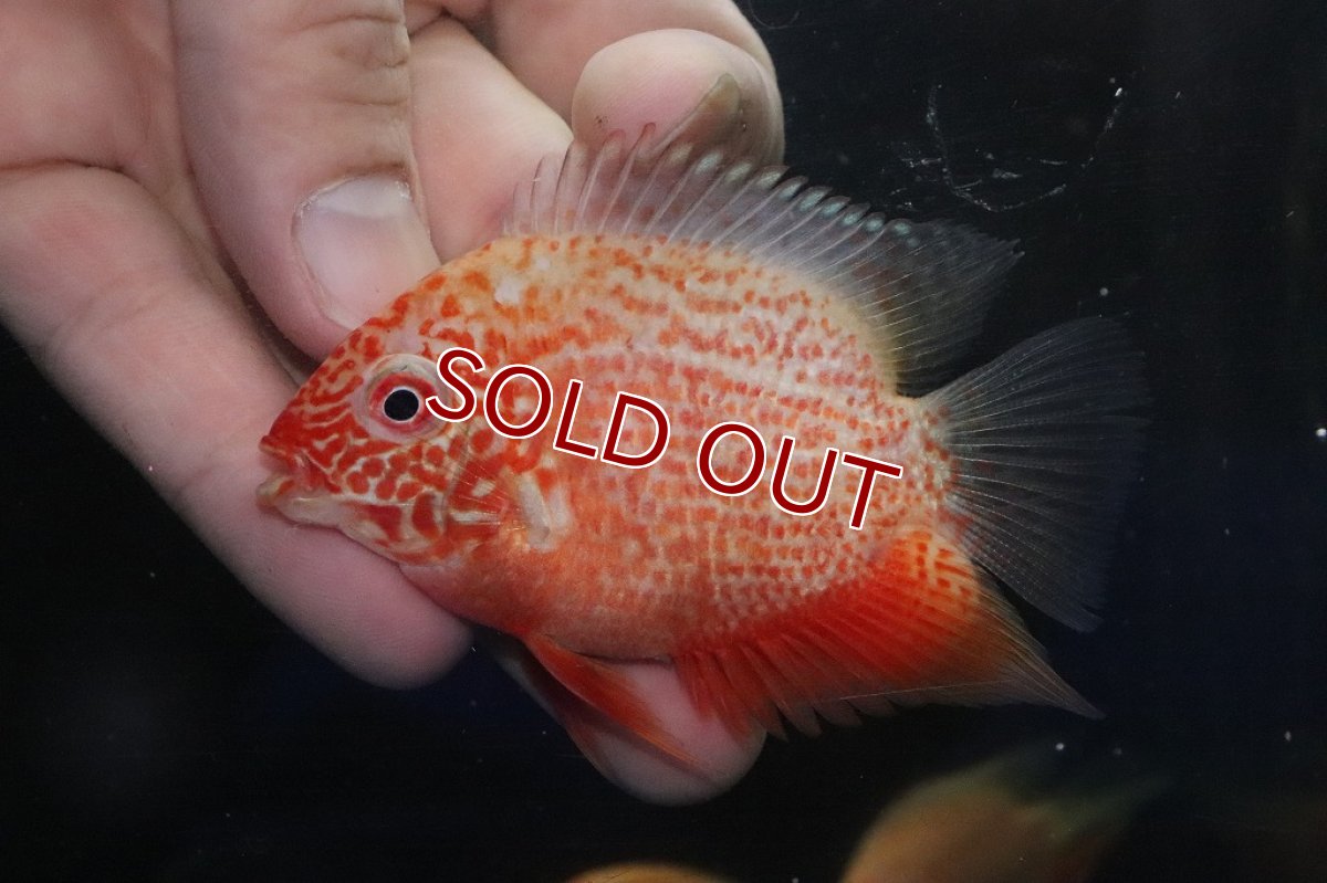 画像1: 【アーリーサマーセール10%OFFクーポン番号（10）対象商品 淡水魚】【淡水魚】【通販】特価 レッドスポットゴールデンセベラム【1匹 サンプル画像】(±5-6cm)(大型魚)(生体)(淡水)NKO (1)