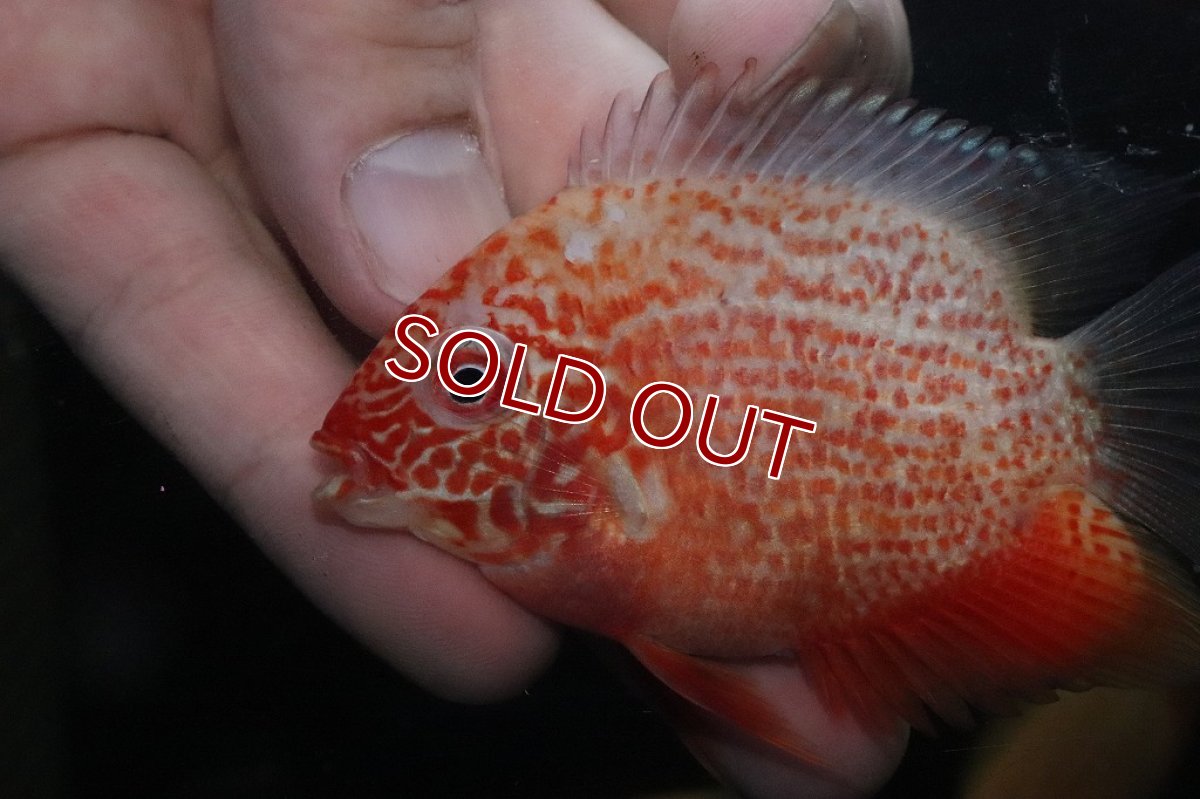 画像2: 【淡水魚】【通販】特価 レッドスポットゴールデンセベラム【1匹 サンプル画像】(±5-6cm)(大型魚)(生体)(淡水)NKO (2)