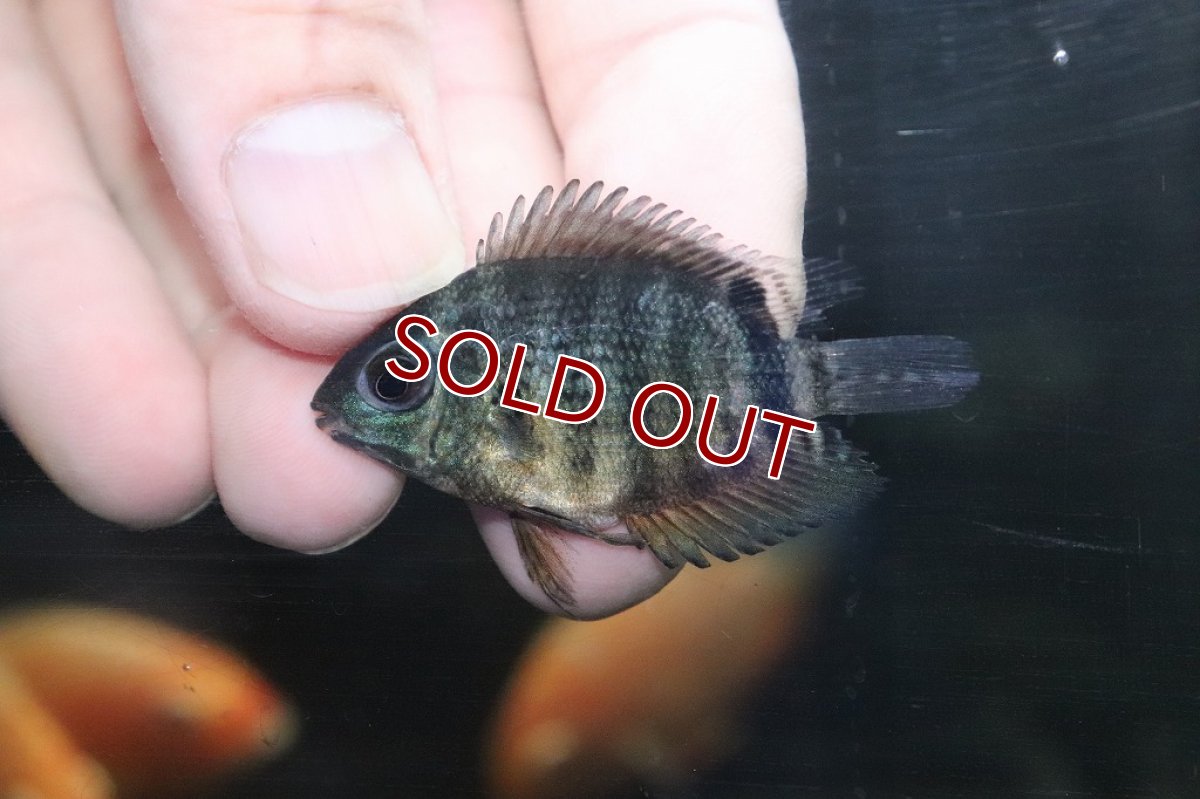 画像2: 【淡水魚】マルチカラーセベラム【1匹 サンプル画像】(±4-6cm)(大型魚)(生体)(淡水)NKO (2)