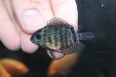 画像2: 【淡水魚】【通販】マルチカラーセベラム【1匹 サンプル画像】(±4-6cm)(大型魚)(生体)(淡水)NKO (2)