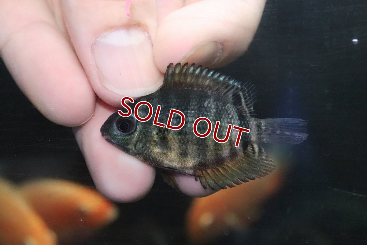 画像3: 【淡水魚】マルチカラーセベラム【1匹 サンプル画像】(±4-6cm)(大型魚)(生体)(淡水)NKO (3)