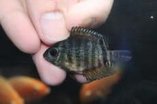 画像3: 【淡水魚】【通販】マルチカラーセベラム【1匹 サンプル画像】(±4-6cm)(大型魚)(生体)(淡水)NKO (3)