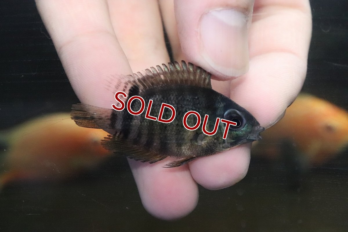 画像4: 【淡水魚】マルチカラーセベラム【1匹 サンプル画像】(±4-6cm)(大型魚)(生体)(淡水)NKO (4)