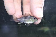 画像1: 【淡水魚】【通販】ゲオファーガス アポレマ【1匹 サンプル画像】(±3-4cm)(大型魚)(生体)(淡水)NKO (1)