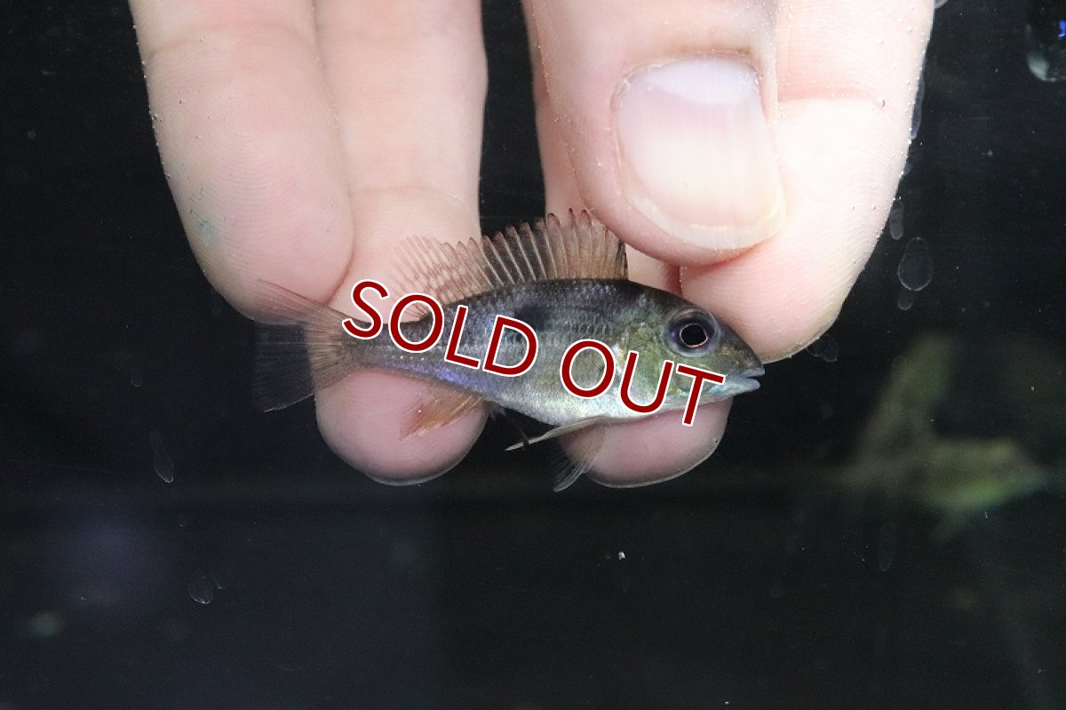 画像2: 【淡水魚】ゲオファーガス アポレマ【1匹 サンプル画像】(±3-4cm)(大型魚)(生体)(淡水)NKO (2)