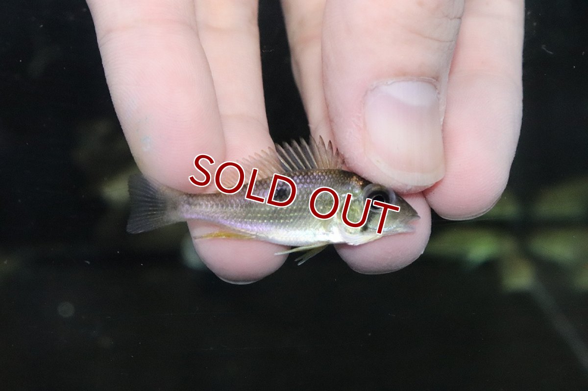 画像2: 【淡水魚】レア種 ゲオファーガス タエニオパレイウス ワイルド【1匹 サンプル画像】(±4-5cm)(大型魚)(生体)(淡水)NKO (2)