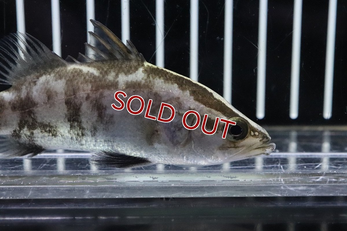 画像2: 【淡水魚】【通販】オーストラリアンバラマンディ【１匹 サンプル画像】(±5cm)(生体)(淡水)ＮＫＯ (2)