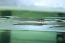 画像1: 【淡水魚】ボルネオ ヘミランフォドン ボルネオ産【１匹 サンプル画像】(±5-6ｃｍ)(生体)(淡水)ＮＫＯ (1)