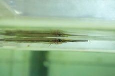 画像2: 【淡水魚】ボルネオ ヘミランフォドン ボルネオ産【１匹 サンプル画像】(±5-6ｃｍ)(生体)(淡水)ＮＫＯ (2)