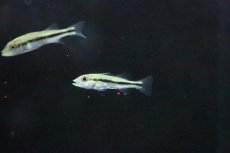 画像1: 【淡水魚】【通販】キクラ インターメディア【１匹 サンプル画像】(±4-5cm)(大型魚)(生体)(淡水)ＮＫＯ (1)
