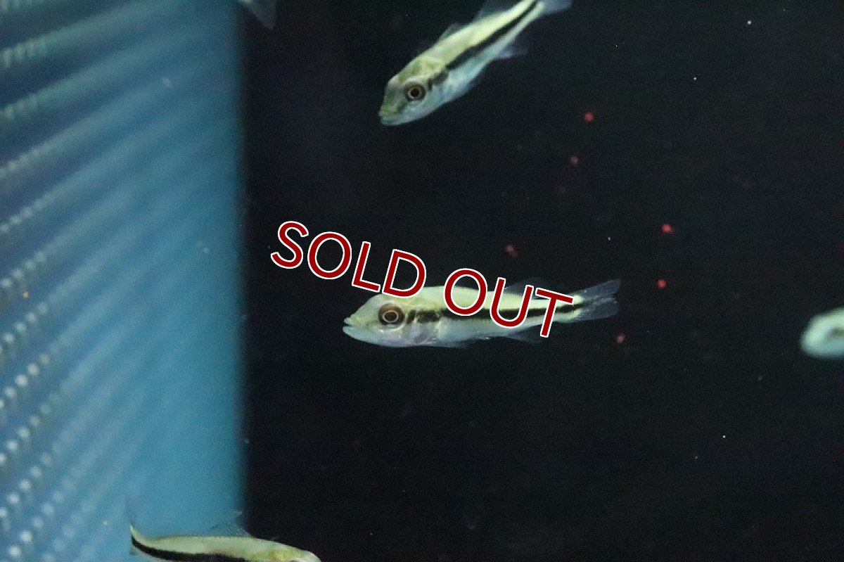 画像2: 【淡水魚】【通販】キクラ インターメディア【１匹 サンプル画像】(±4-5cm)(大型魚)(生体)(淡水)ＮＫＯ (2)