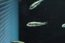 画像2: 【淡水魚】【通販】キクラ インターメディア【１匹 サンプル画像】(±4-5cm)(大型魚)(生体)(淡水)ＮＫＯ (2)