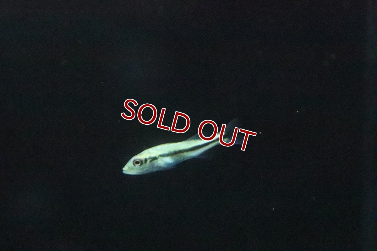 画像3: 【淡水魚】【通販】キクラ インターメディア【１匹 サンプル画像】(±4-5cm)(大型魚)(生体)(淡水)ＮＫＯ (3)