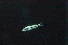 画像3: 【淡水魚】【通販】キクラ インターメディア【１匹 サンプル画像】(±4-5cm)(大型魚)(生体)(淡水)ＮＫＯ (3)