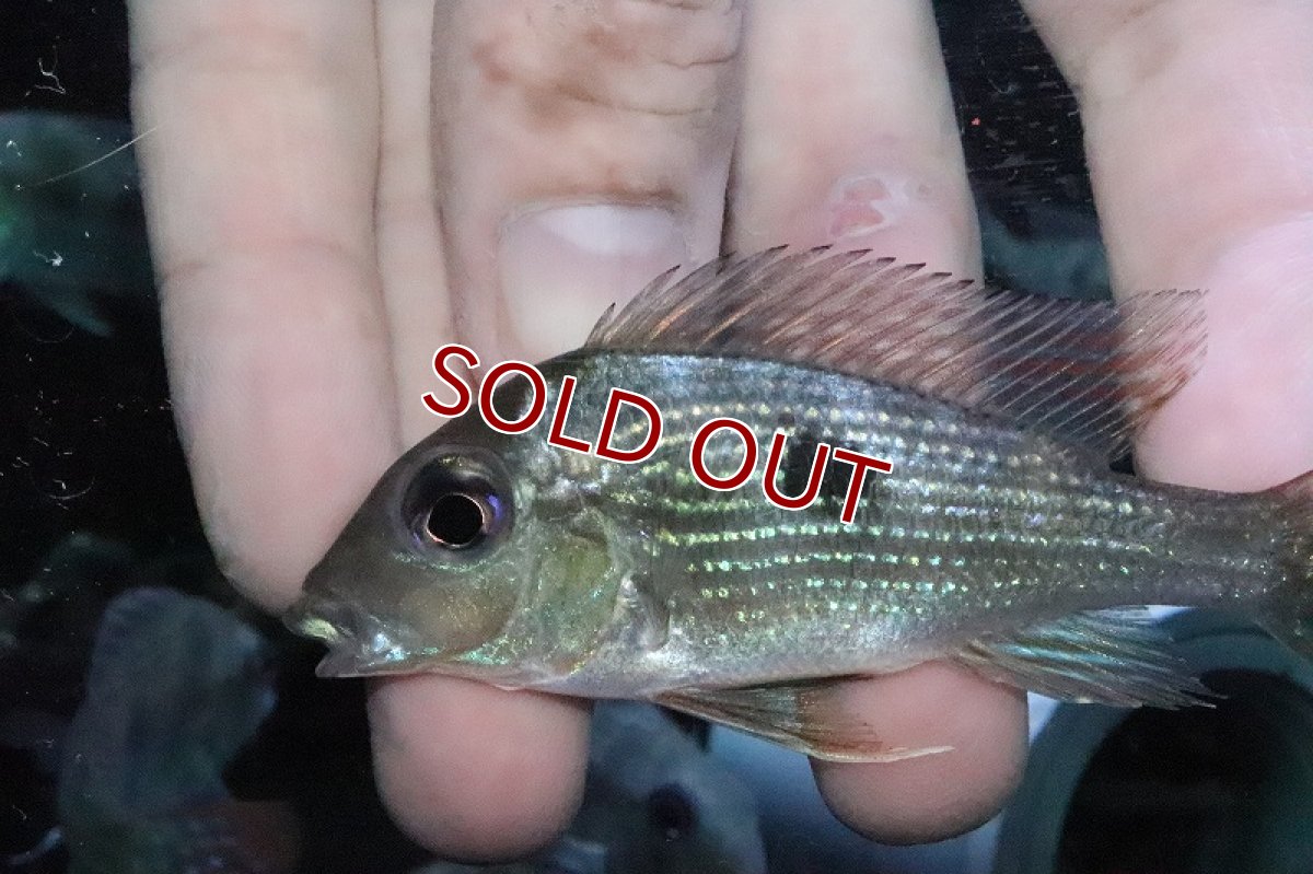 画像2: 【淡水魚】ゲオファーガス グルピ(Gurupi)【１匹 サンプル画像】(±7-9ｃｍ)(大型魚)(生体)(淡水)ＮＫＯ (2)