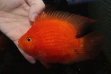 画像1: 【淡水魚】【通販】大きめ キングコングパロット【１匹 サンプル画像】(±14-15cm)(大型魚)(生体)(淡水)ＮＫＯ (1)