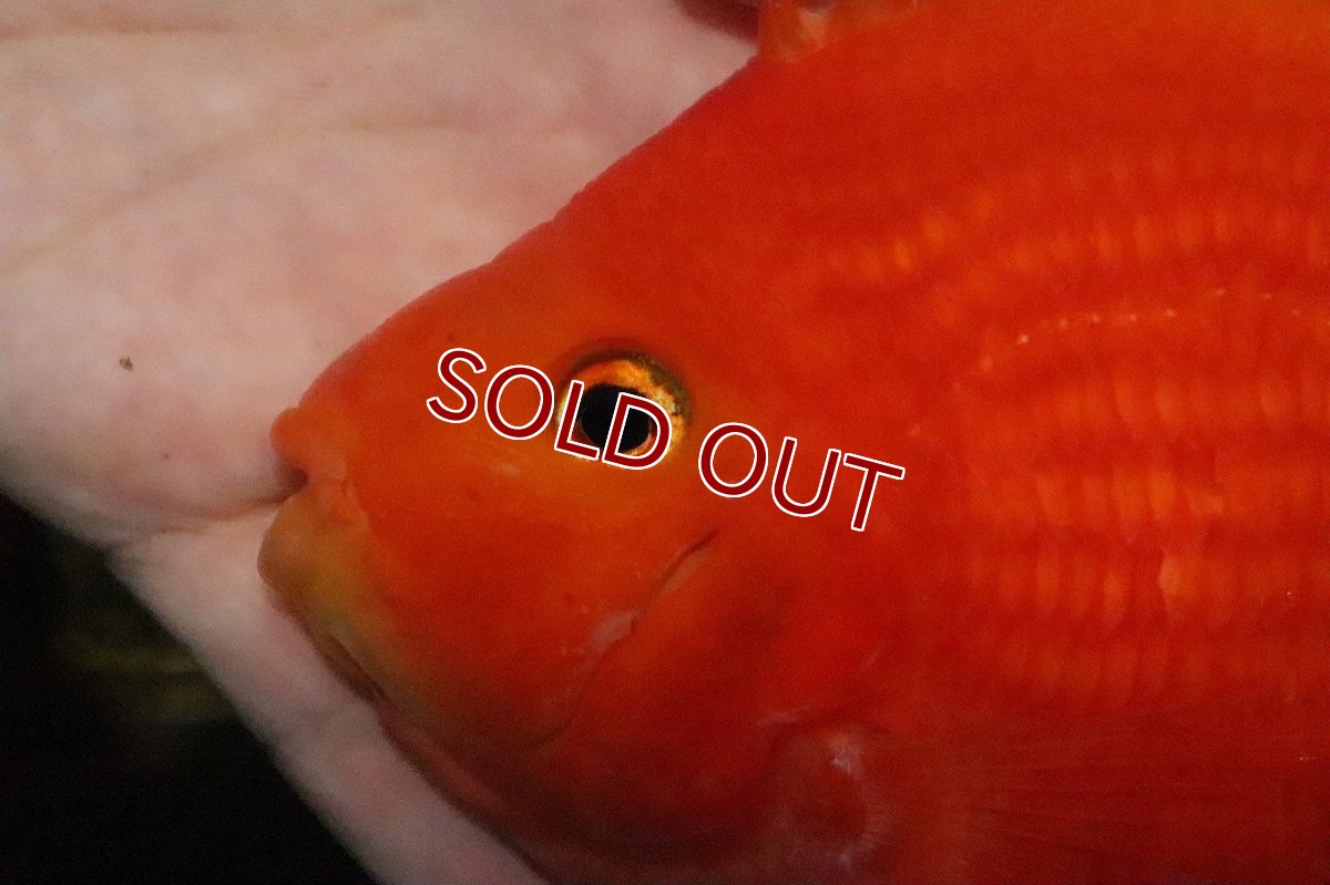 画像2: 【淡水魚】大きめ キングコングパロット【１匹 サンプル画像】(±14-15cm)(大型魚)(生体)(淡水)ＮＫＯ (2)